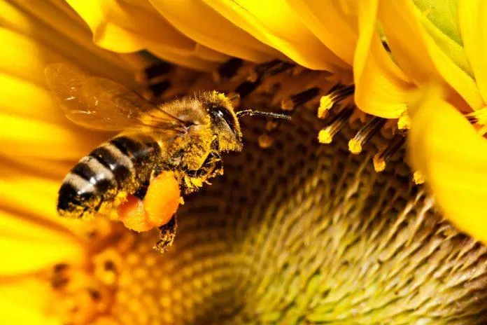 Phấn hoa ong (Nguồn: Internet).