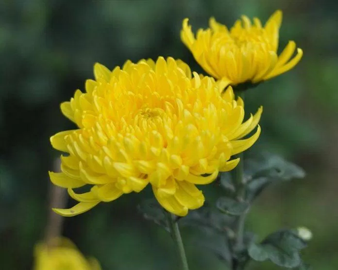 Hoa cúc vàng (nguồn: internet)