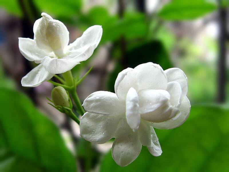 Hoa nhài là loài hoa có mùi hương thơm mát đặc trưng